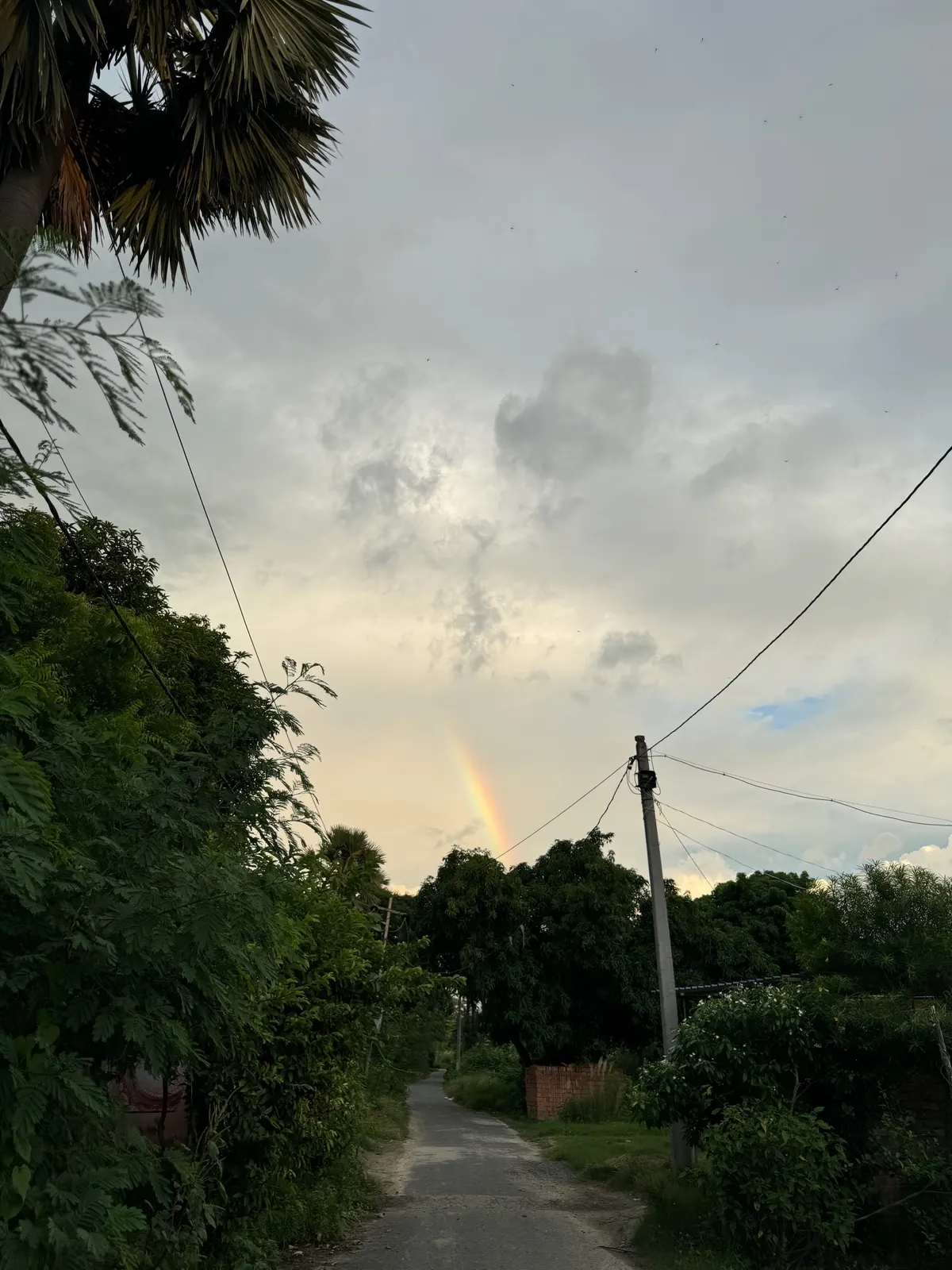 A narrow village lane between dense trees and a leaning electricity pole, under a cloudy evening sky with a faint rainbow above the treeline.
